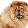 Jak wygląda chow chow i czym wyróżnia się ta rasa?