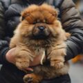 Ile kosztuje chow chow panda i od czego zależy cena tej niezwykłej rasy?